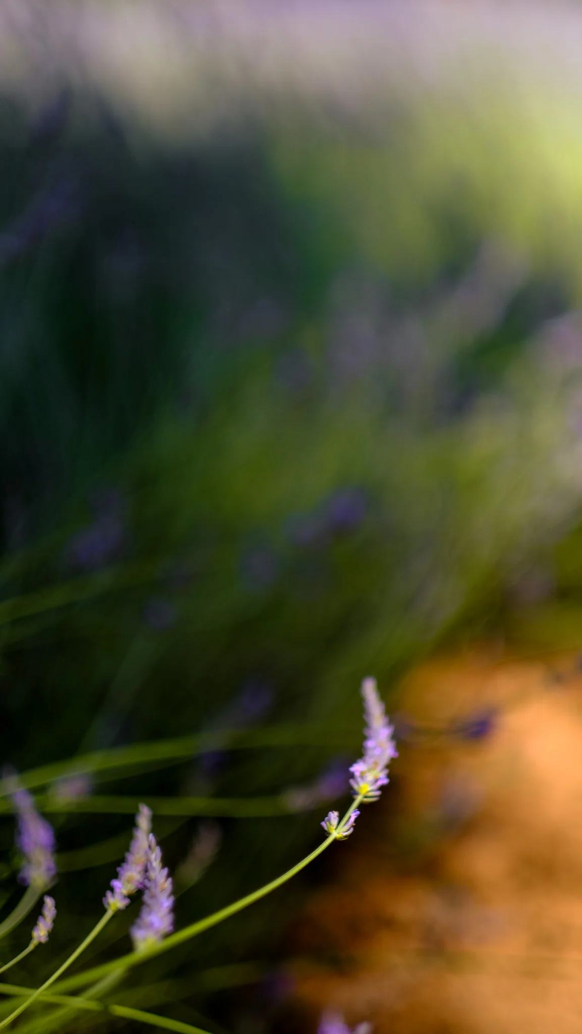 Shooting photo lavande en fleur - Provence, Aix-en-Provence